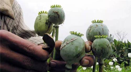 历史上"臭名昭著"的3大发明,本该造福社会,最后却适得其反_鸦片_我国_