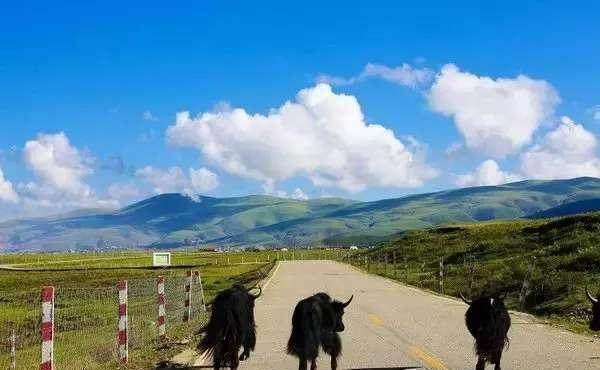 牦牛_图片_什么