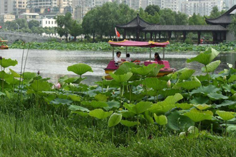 诗意江城花开君已至湖中孤芳醒诗人赵刚咏荷诗欣赏三