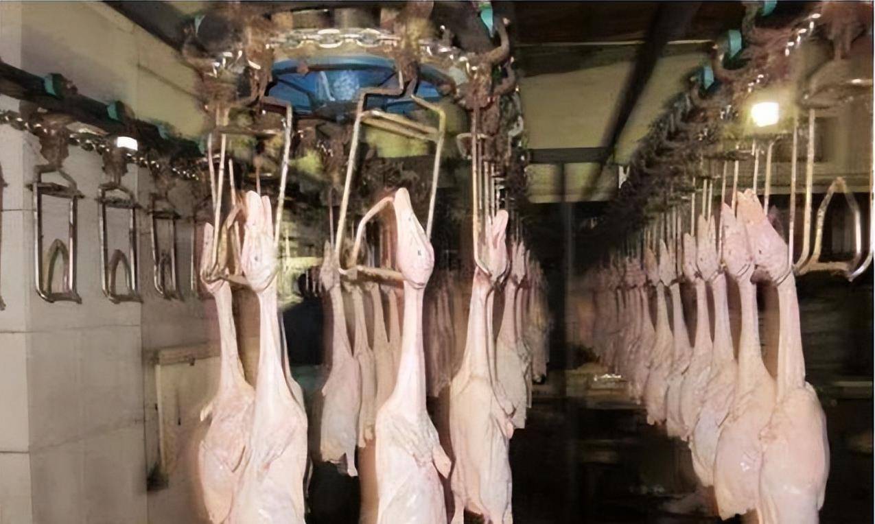 原创11年黑心烤鸭团伙落网成本不足3元月售5万只自己不敢吃