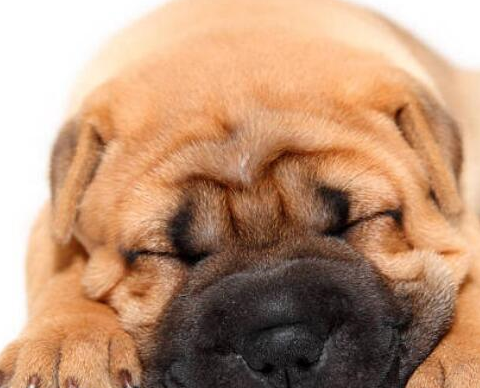 所以在城市中或者公寓里,如果你想饲养一只沙皮狗的话,那样是你最好的