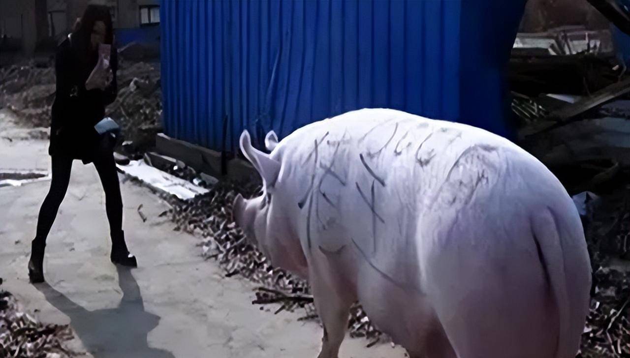 原创老人养出900公斤的大猪把它当命根子死后捐给展览馆成了宝贝