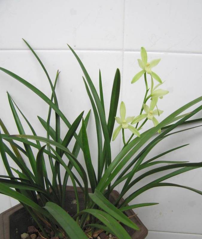 路边也有好"植料",捡点回来养兰花,根旺芽多,2年不用_