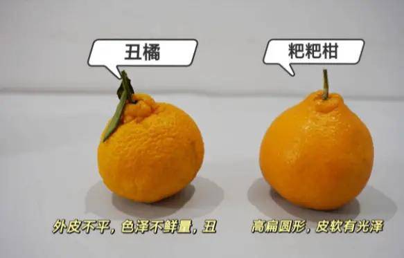 丑橘"皮肉相连",耙耙柑"皮肉分离"如果掰开后,果皮和果肉是连在一起的