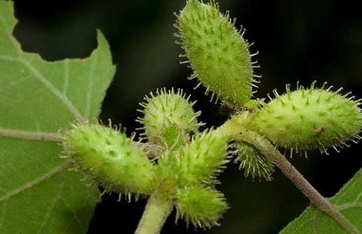 蕹菜又称空心菜,空筒菜.性寒,味甘,有治疗便秘,便血,痔疮的作用.