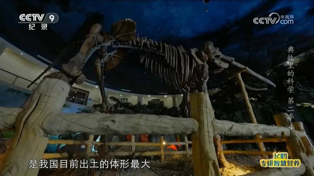 迁安再次登上央视!_化石_大象_进行