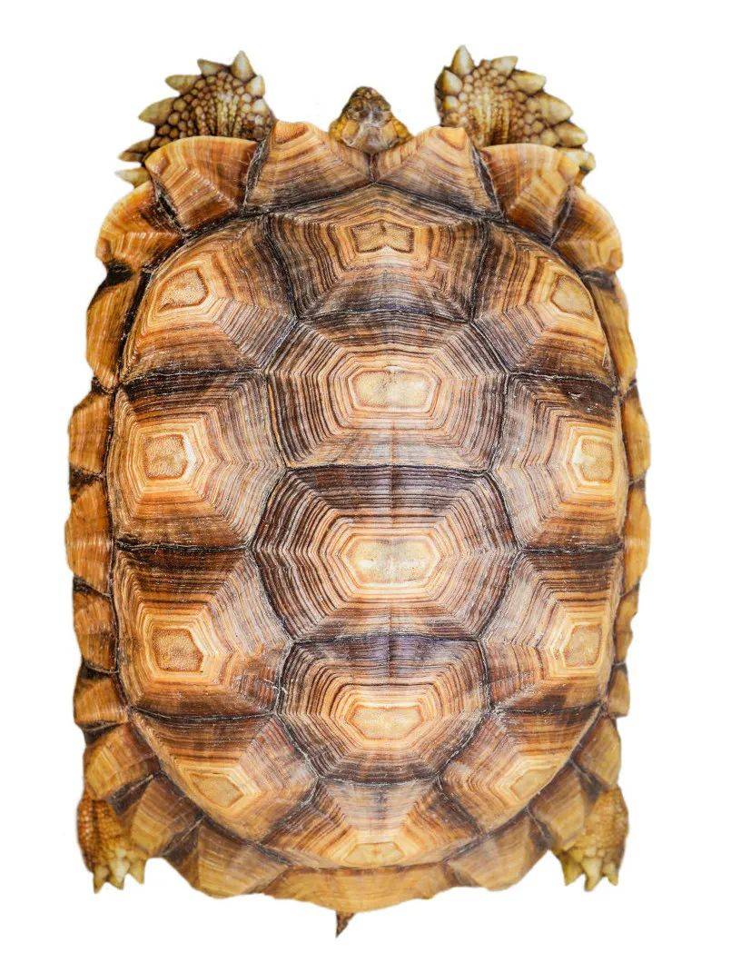 ukbaconismagic可见,朋友们,这种植物的发现者弗雷德里克·迈克尔·利