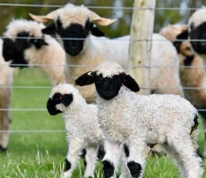 原创世界上最可爱的羊一对夫妻为了它竟做出这种疯狂的事儿