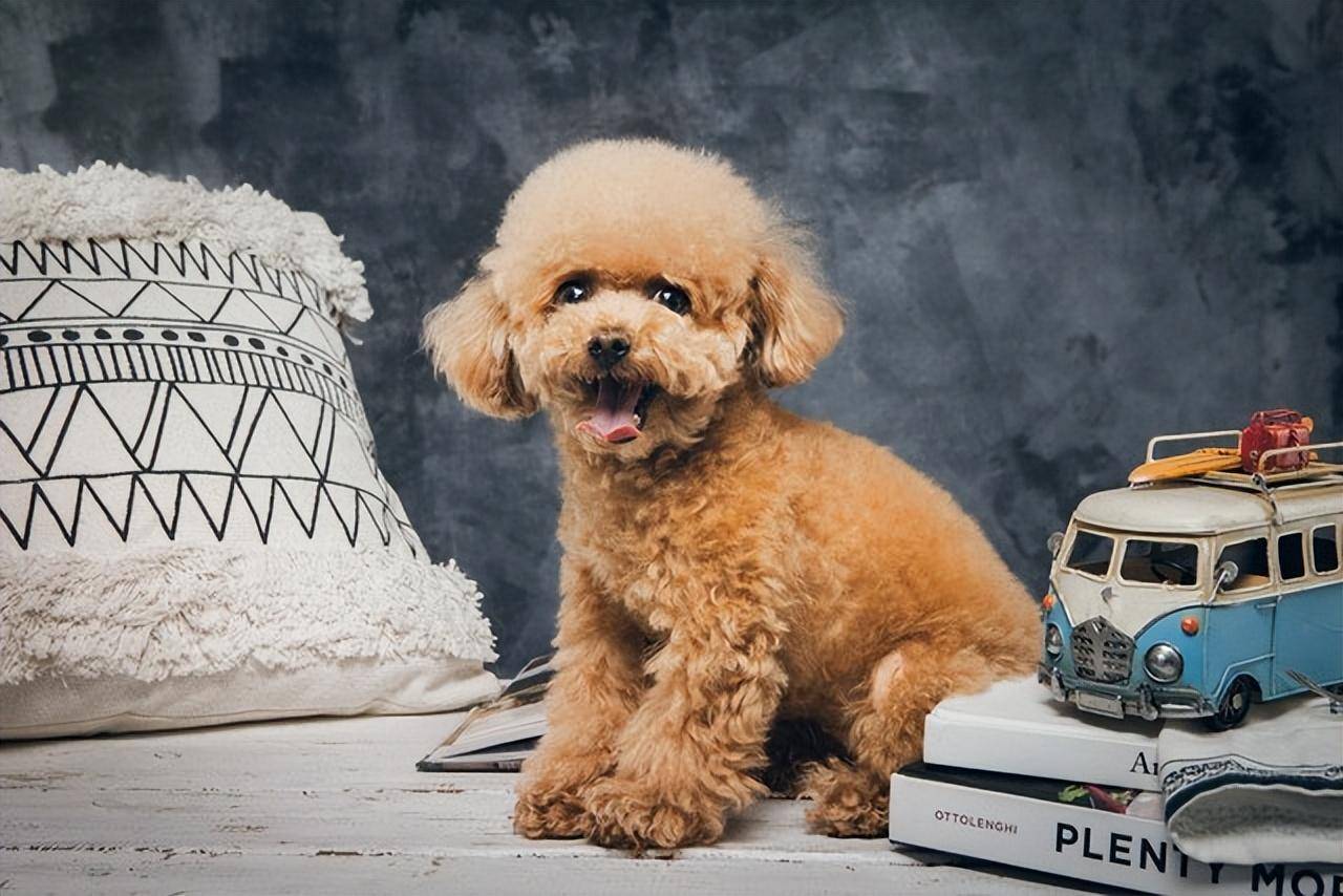 泰迪犬不良行为大揭秘!