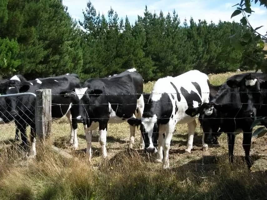 盘点娃哈哈的农业布局品牌如何调动情绪