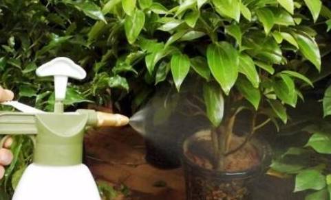 在养花的过程中,一般夜间是不能浇水的,主要是因为大多数的植物在夜间