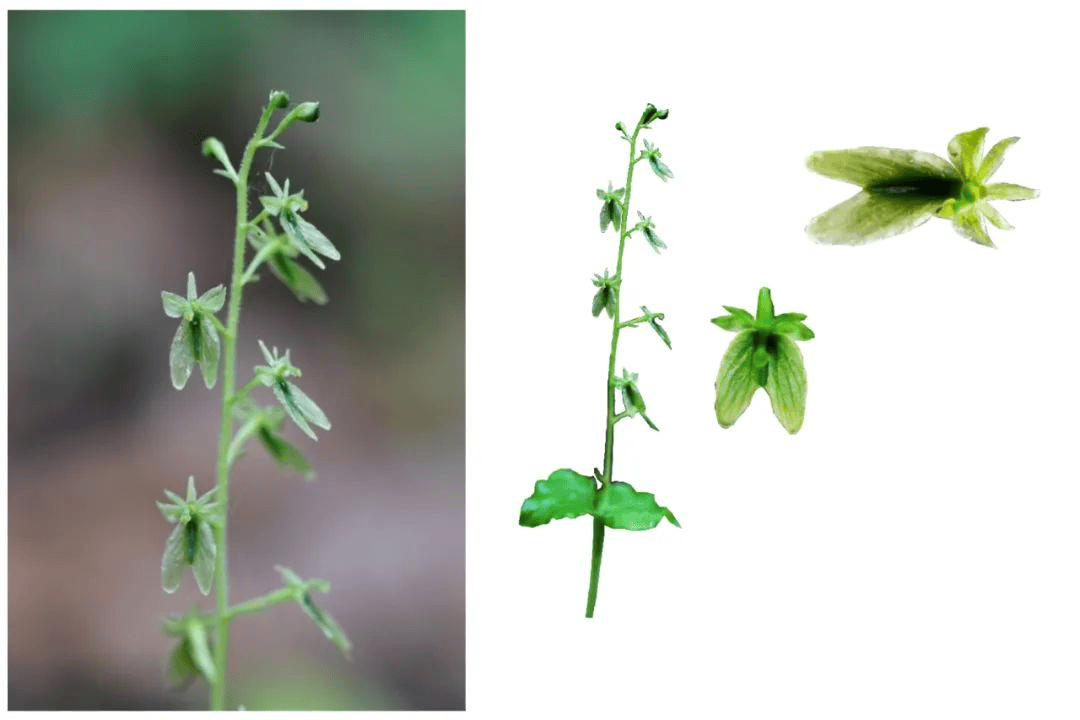 为了找到那根烤羊排上的草,他把泛喜马拉雅地区翻了个遍_植物_紫苏