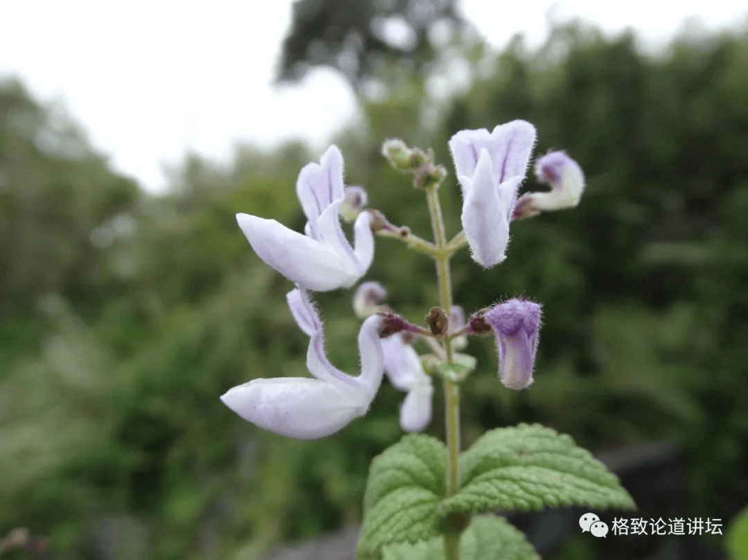 为了找到那根烤羊排上的草,他把泛喜马拉雅地区翻了个遍_植物_紫苏