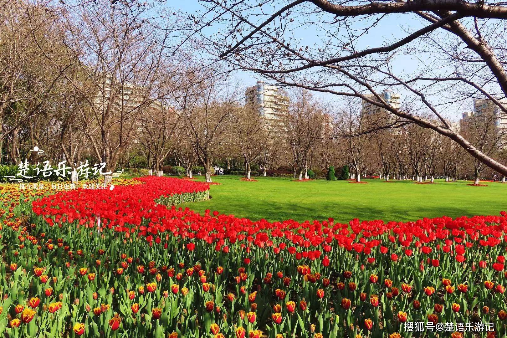 浙江绍兴这个公园火了,郁金香花海美如油画,秒杀杭州太子湾公园