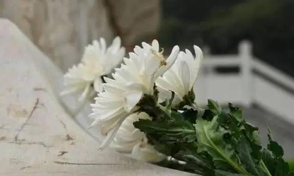 菊花寓意着人们对逝者的敬重和追忆,同时也象征着悼念之情;而康乃馨则