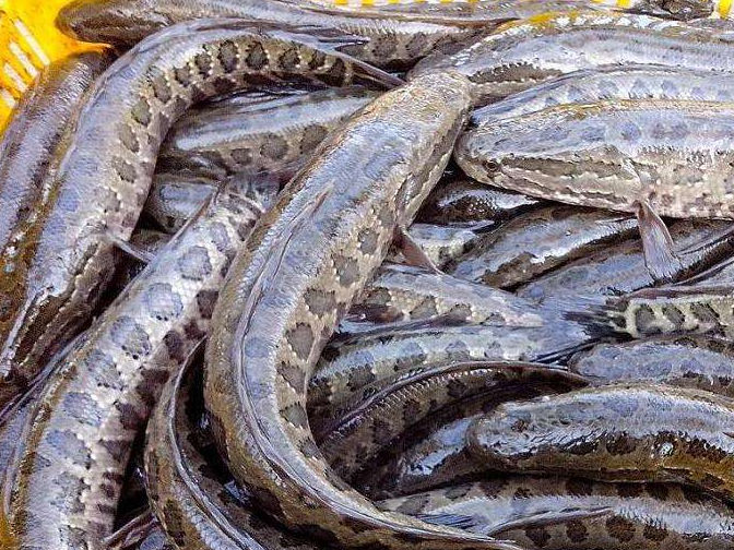 黑鱼也叫乌鱼,浑身乌黑,而且还带有花纹的鱼,有点像蛇,它个体比较大