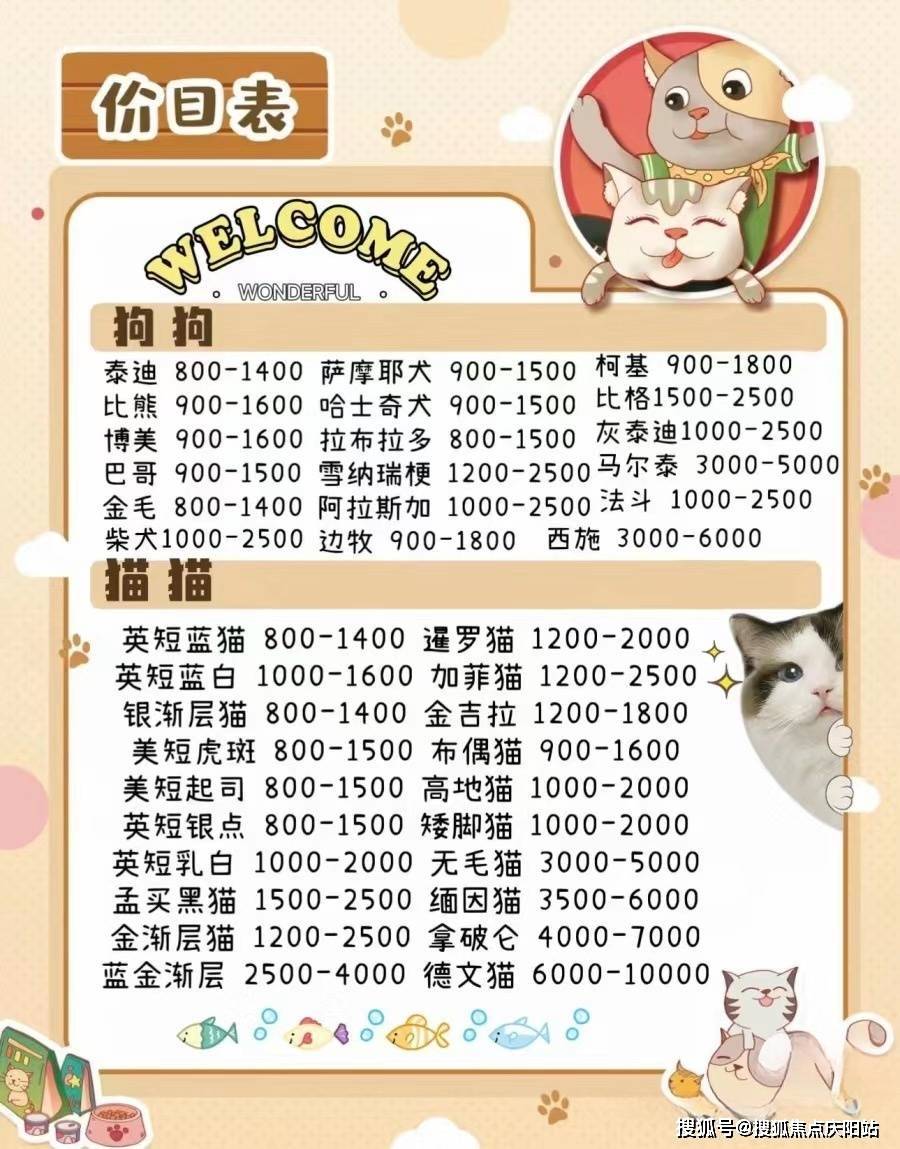 尊贵豪华的拿破仑,可爱活泼的德文,优雅威武的缅因,如诗如画的布偶猫