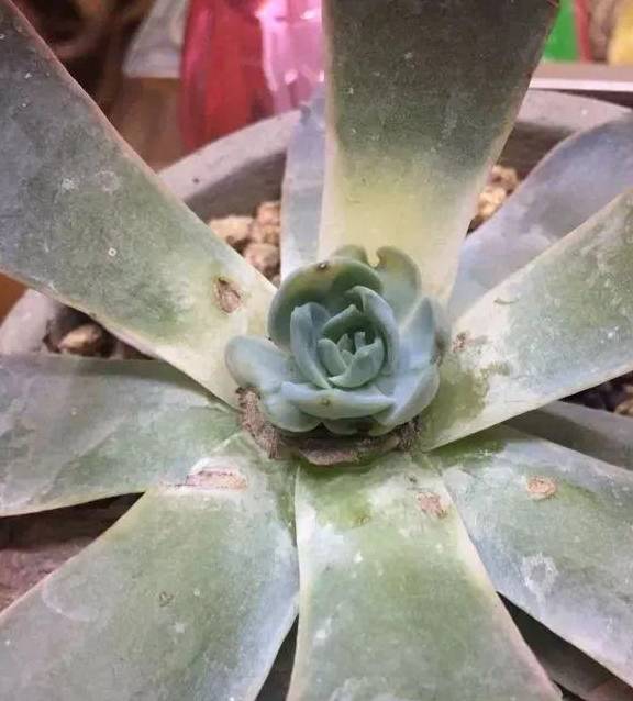 原创商家把多肉染成七彩色还撒层金粉连玉露都没逃过毒手