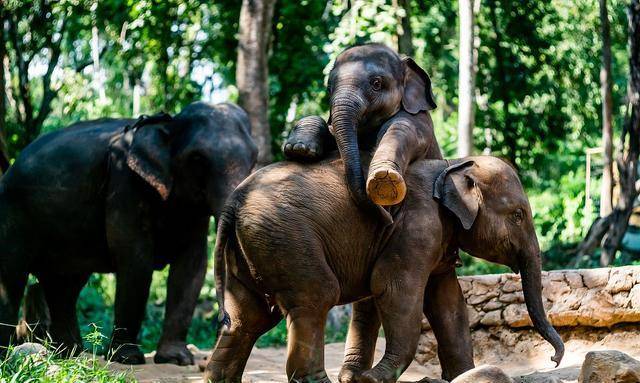 除了林旺你认识哪些动物园明星日治到战后风靡台湾的动物