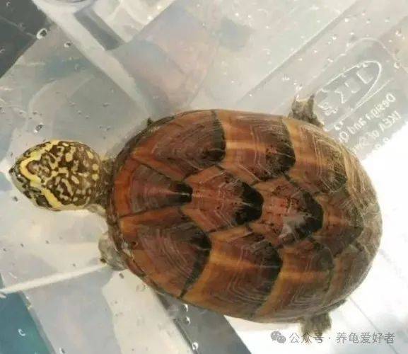 原创果核首当其冲成为泡沫破裂的第一站是你想要的结果