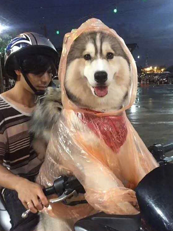 原创雨天遛狗怎么办哈士奇不要担心俺有雨衣啊