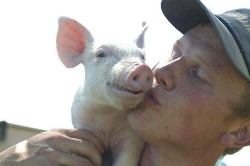 育肥猪不吃,体温低还浑身打颤,养殖户知道是什么病,用什么药吗_疾病_