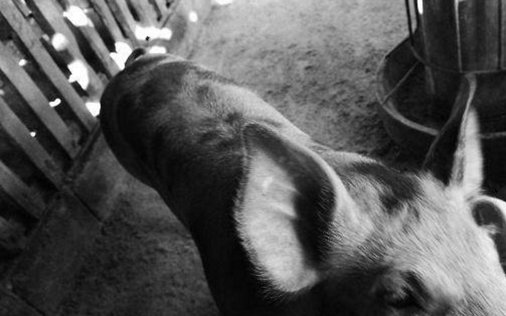 育肥猪不吃,体温低还浑身打颤,养殖户知道是什么病,用什么药吗_疾病_