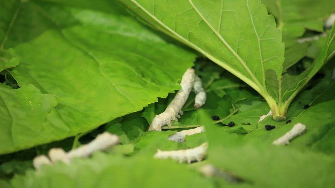 国自然热点昆虫领域思路解读多组学助力解锁昆虫宝藏