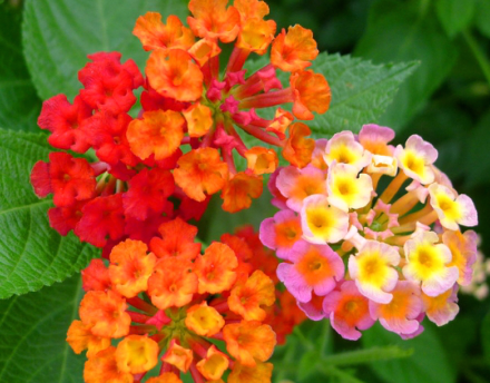 越美丽的东西往往是越危险的,它的花朵和叶片都含有毒性,误食会引起