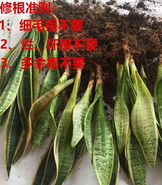 虎皮兰也要修根,首先杂乱的毛细根可以剪掉,只保留主杆上的根系就够了