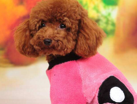 铲屎官做好这些就不用担心,泰迪需认真教育_狗狗_控制_主人