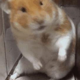 原创仓鼠气的都没脾气了只因主人一直撸鼠毫不顾及鼠鼠的感受