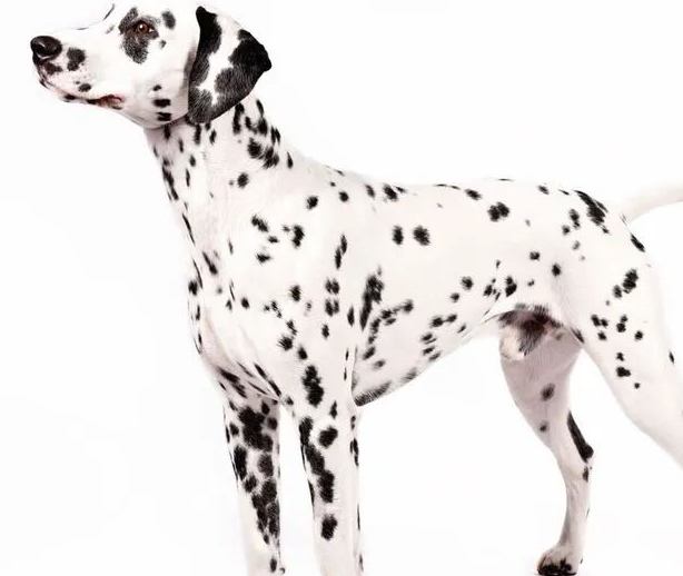 罗得西亚脊背犬rhodesianridgebacks猎狐梗foxterriers阿拉斯加雪撬犬