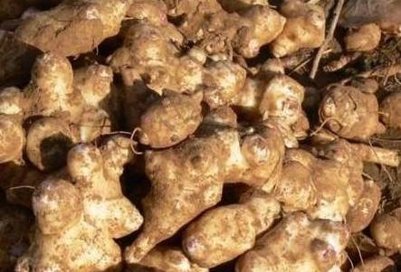 洋姜_种植_食用