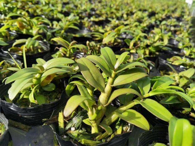 200万盆龙陵石斛花卉电商热销的背后