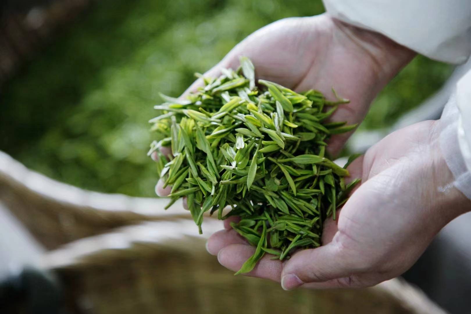 又是一年春好时,南山"明前茶"全面开采_沈国良_茶叶_工人