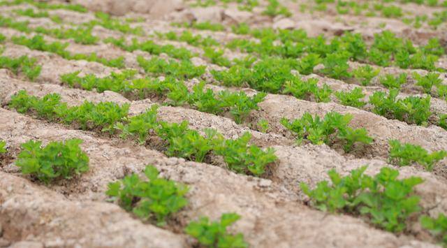宁夏十大特产美食必吃榜单你吃过几种