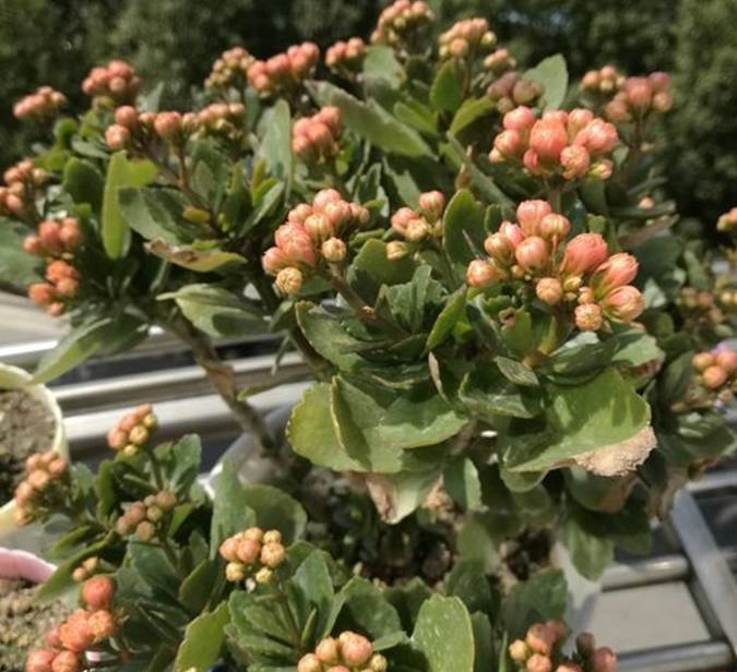原创长寿花最爱这2种料多放一点根粗叶肥小半年天天有花看