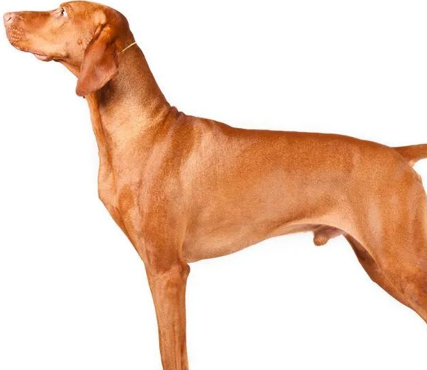 维兹拉犬vizslas德国短毛指示犬germanshorthairedpointers威玛犬