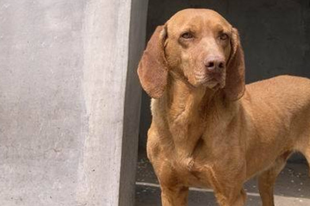 220千米还嫌短?不服你来挑战,你要是赢了,我做你的小弟_猎犬_身体_运