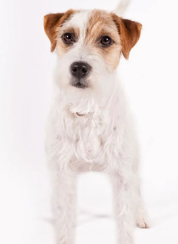 帕森罗素梗parsonrussellterriers维兹拉犬vizslas德国短毛指示犬