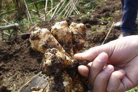 洋姜_种植_食用