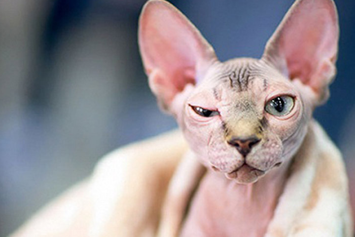 斯芬克斯猫的性格真的是超级温顺了,大多数猫咪的性格都是十分古怪的