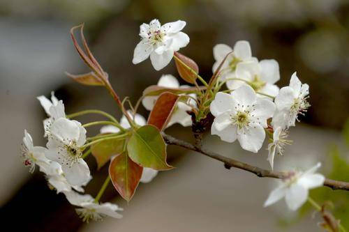 "棠棣之花,萼胚依依.