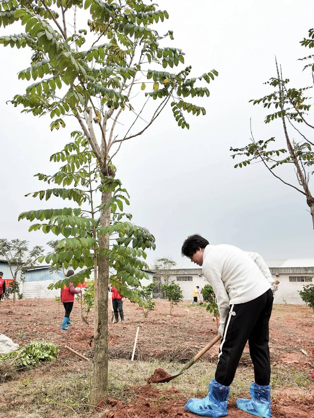 绿美青年林五四计划