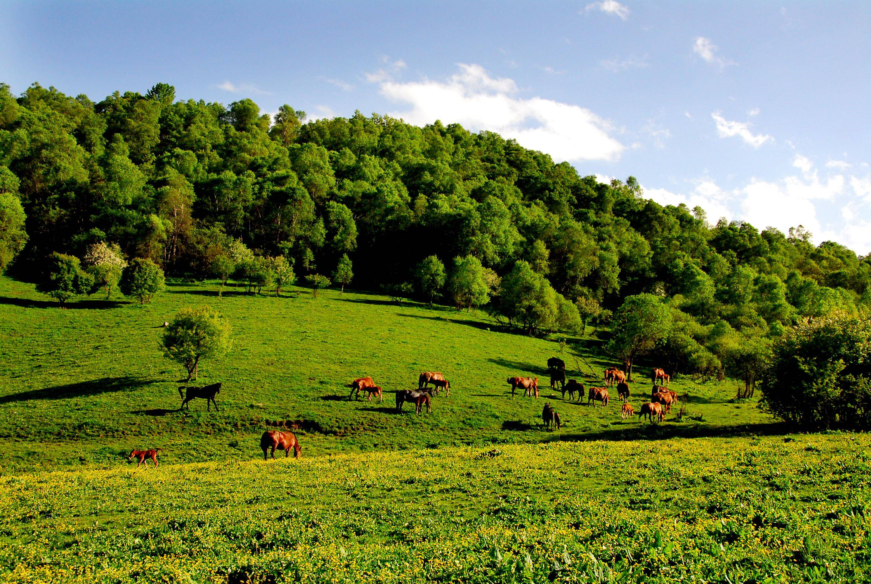 (4)嘉陵江源景区:4月4日至6日(清明节):门票40元/人,学生凭学生证免票