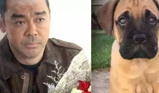 小动物撞脸明星,这画风有点有趣_狗狗_网友_眼神