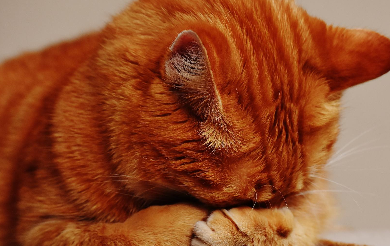 原创为什么你的橘猫没有大圆脸问题可能出在品种上
