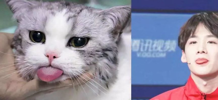 小动物撞脸明星这画风有点有趣