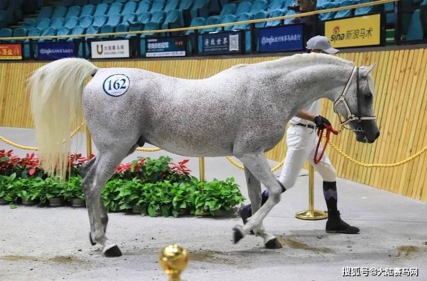 中国最专业最国际化的马匹拍卖会2024玉龙春拍报名通道正式开启